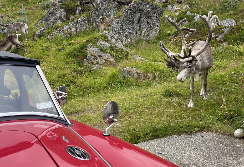 1960 MGA reindeer