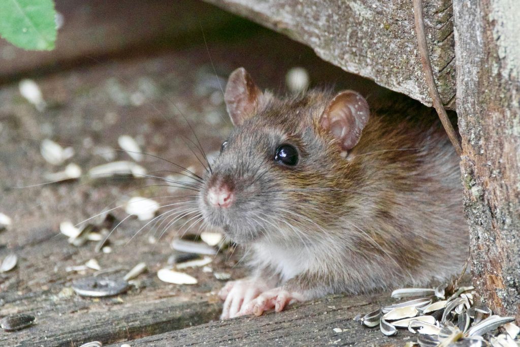 Close-up of rodent peeping out of wooden hide with sunflower seeds scattered on the ground