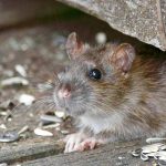 Close-up of rodent peeping out of wooden hide with sunflower seeds scattered on the ground