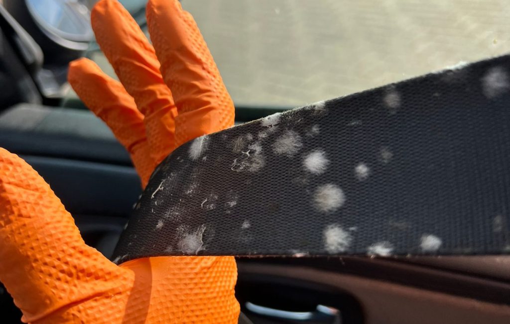 Mould covering a car seatbelt
