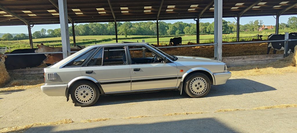 Left-side profile of a silver Nissan Bluebird parked beside an open-sided barn with black-and-white dairy cows feeding from a hay trough in the background.
