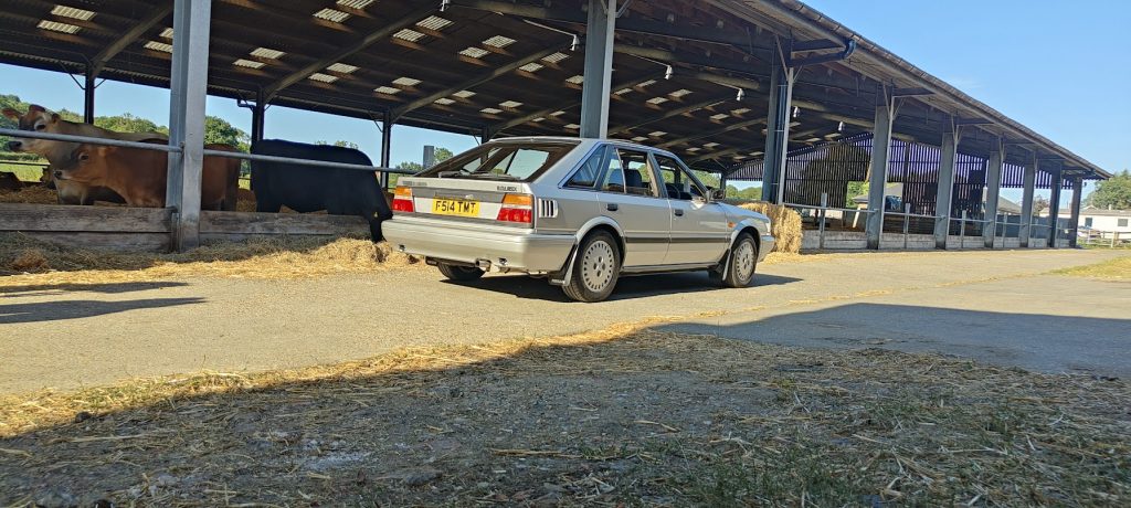 Rear three-quarter view of the silver Nissan Bluebird at the same farm setting, with cows visible behind it and bright summer sunshine.